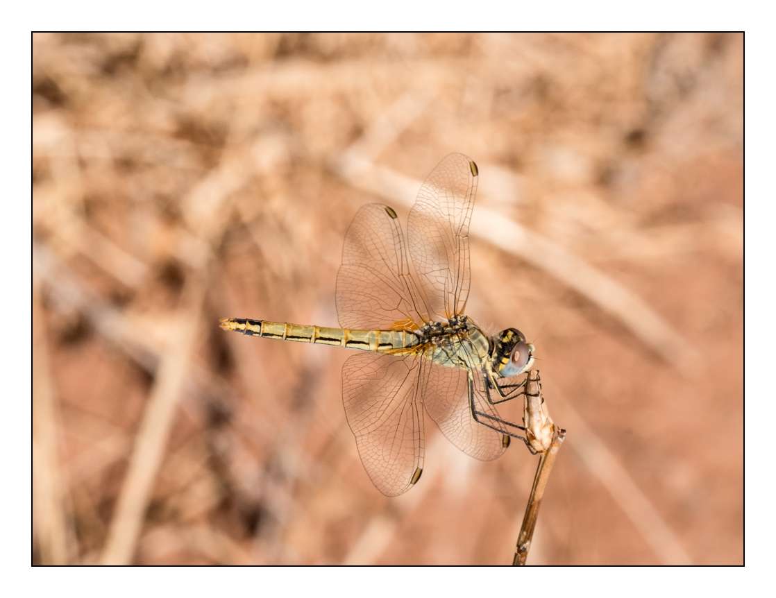 Macros (Pierrebois 2017) _1170614