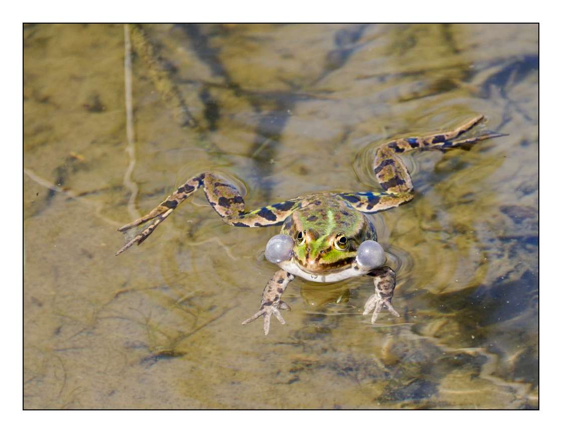 Les grenouilles du lac P1000010
