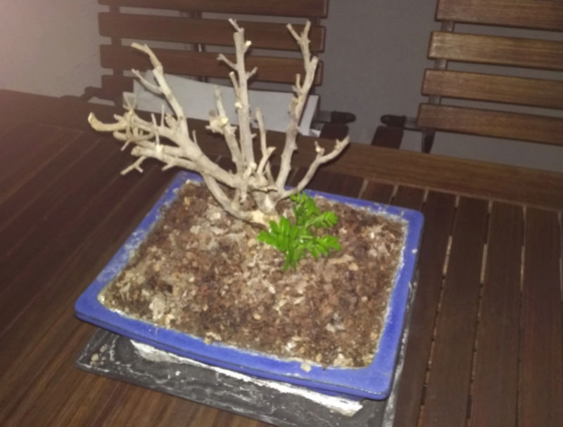 bonsai - Bonsai seco, rebrote desde suelo, Y presentación. Ficus_10