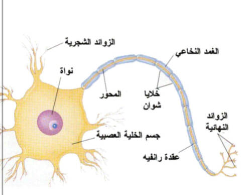 تركيب الخلايا العصبية.