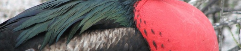 صور طائر الفرقاط -  طائر الفرقاط العظيم Frigate Bird- معلومات عن طائر الفرقاط  110