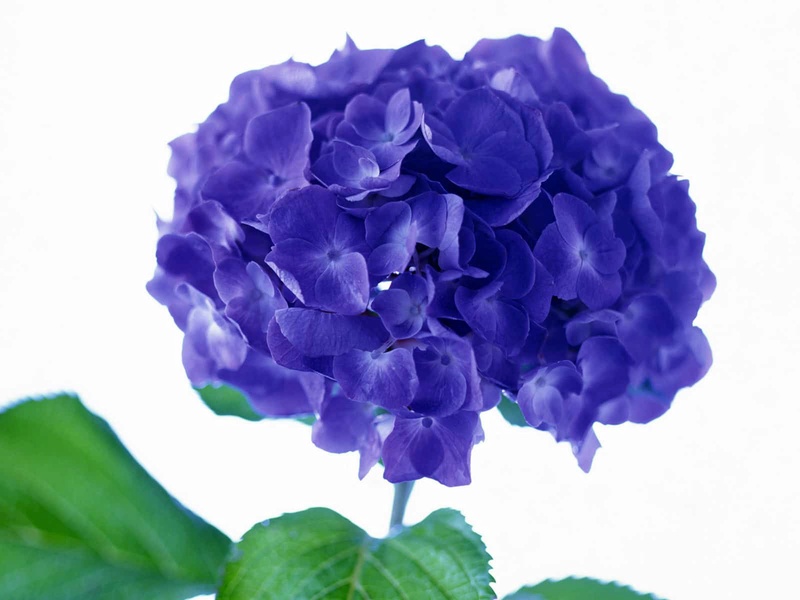 صور زهرة البنفسج Violet flower pictures 6ee1f011