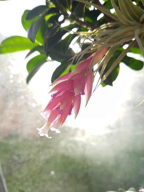 Rémi - Mon (tout) petit jardin en mode tropical - Page 2 20171227