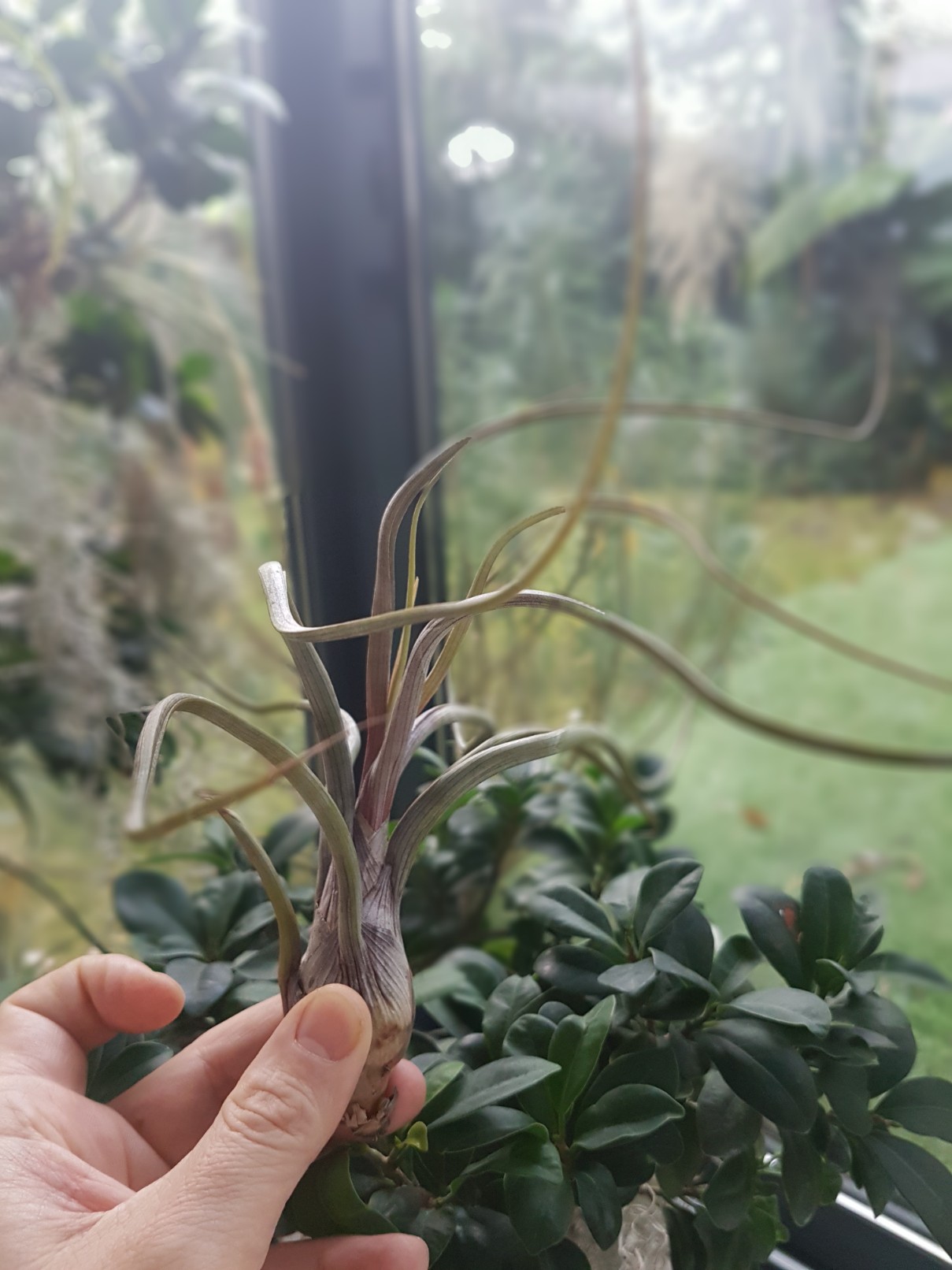 Tillandsia pseudobaileyi  20171231