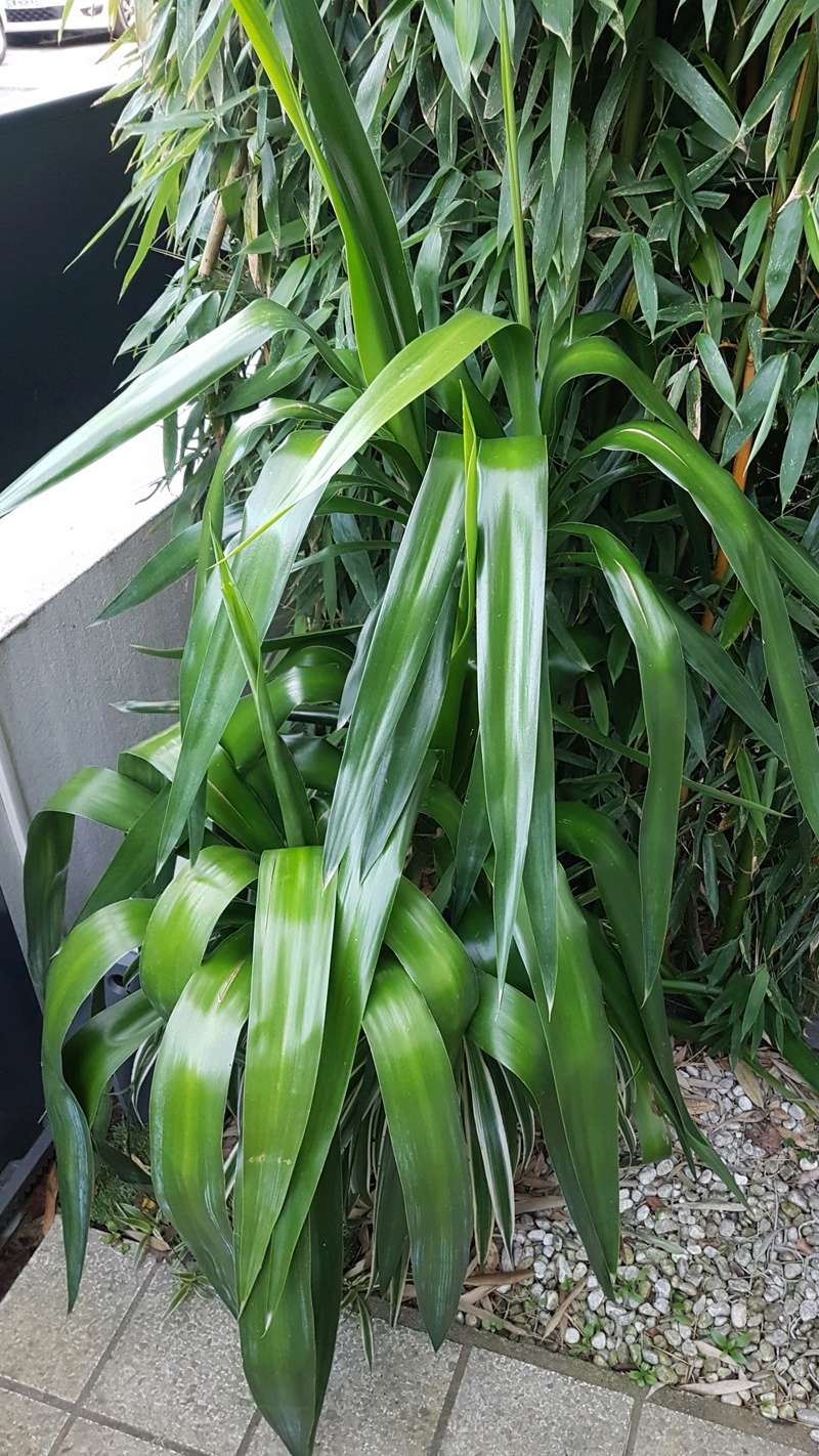 Yucca elephantipes - Yucca gigantea - Yucca guatemalensis - Page 3 20180154