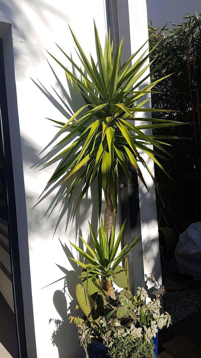 Yucca elephantipes - Yucca gigantea - Yucca guatemalensis - Page 4 20180245