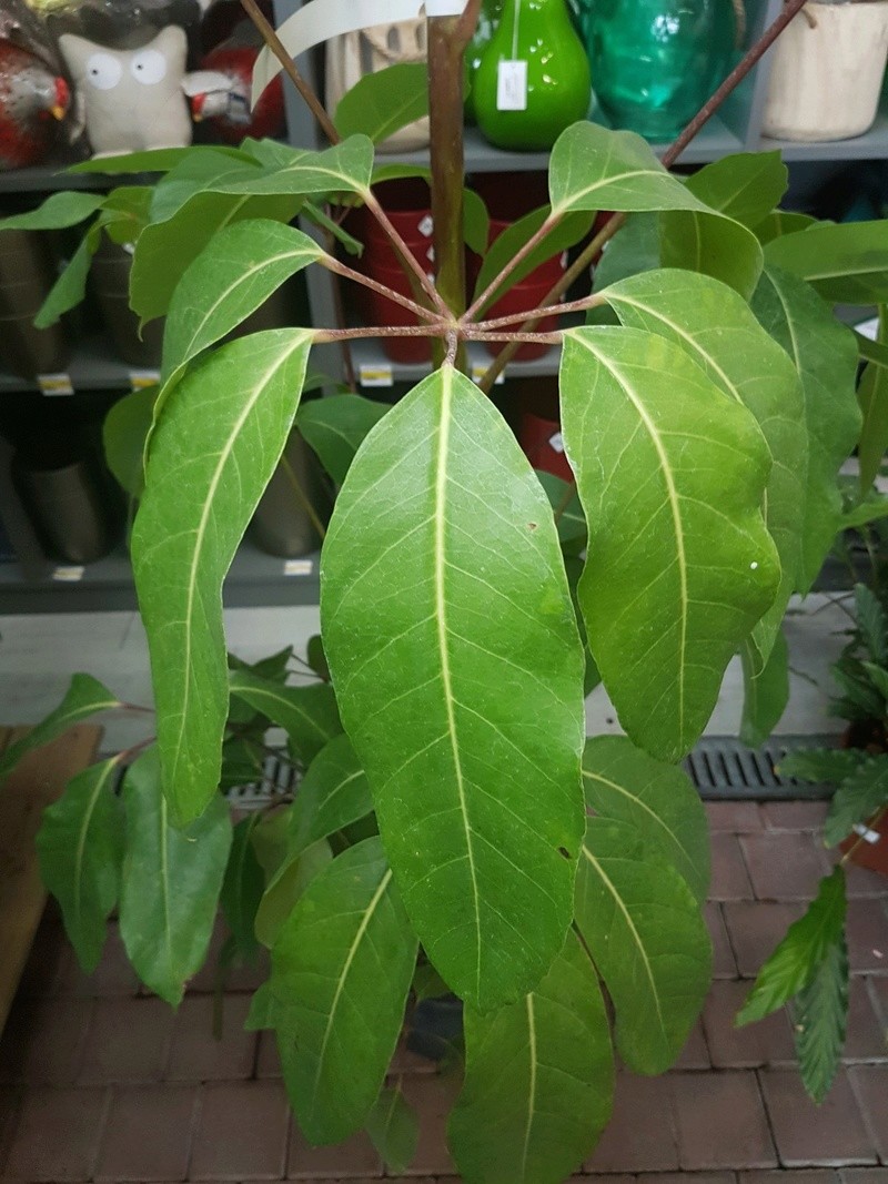 Schefflera actinophylla - [identification] 20180246