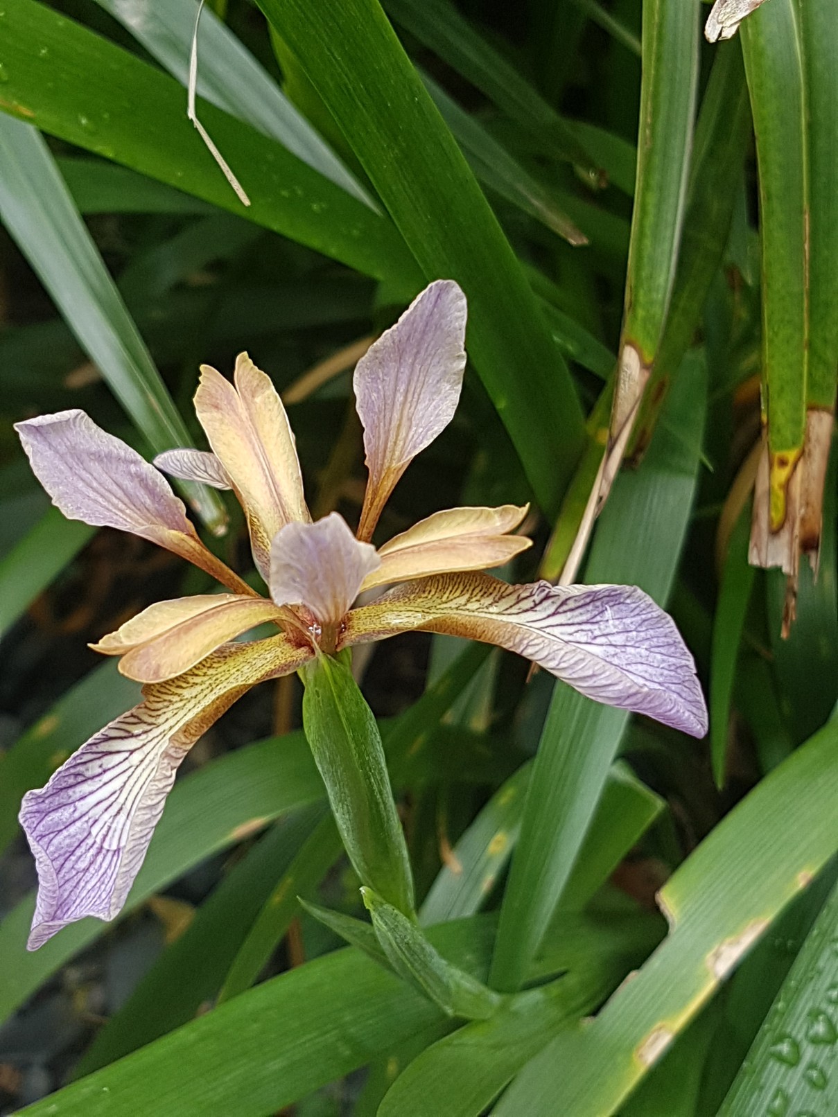Iris foetidissima 20180304