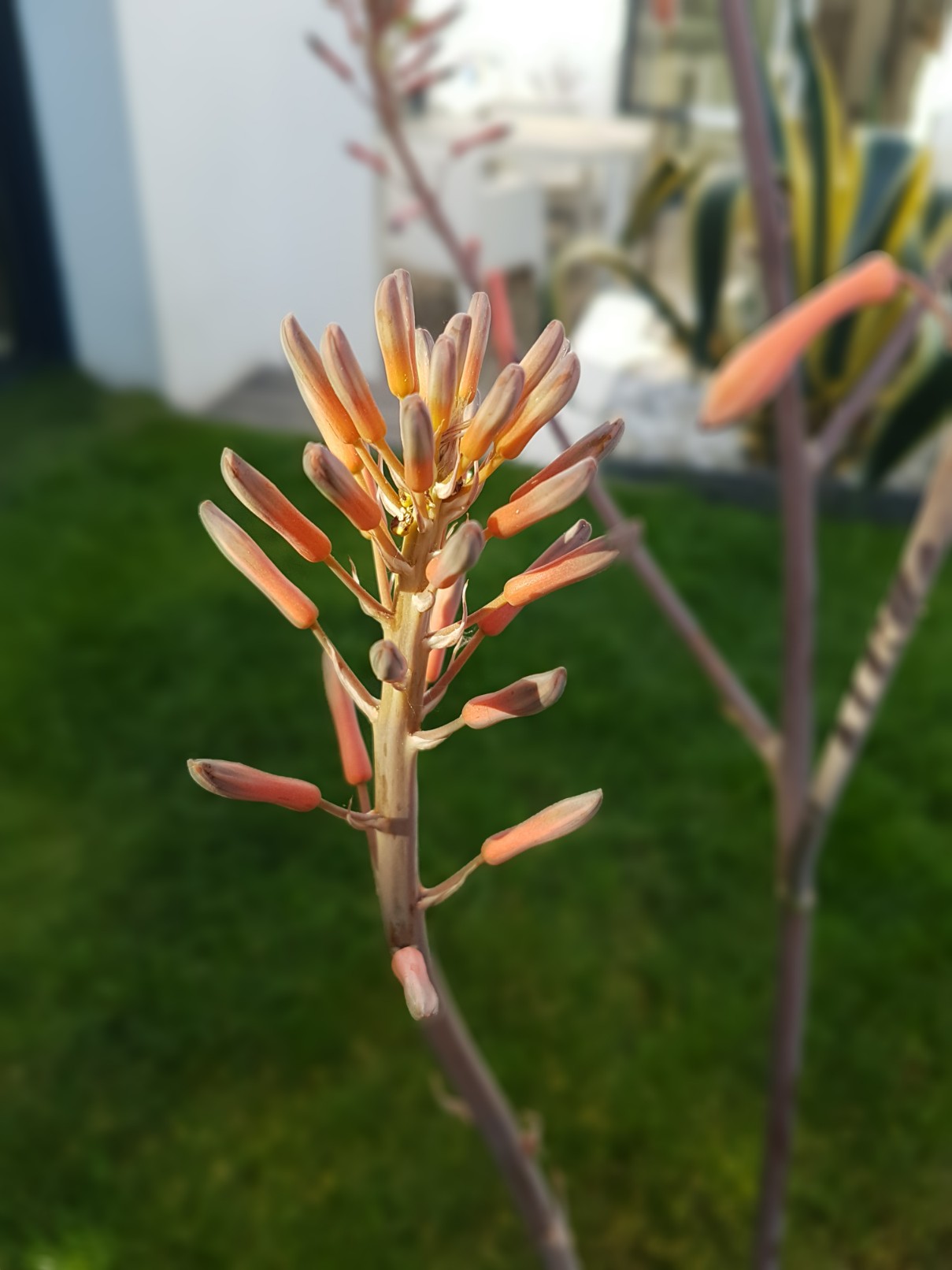 Aloe maculata et Aloe grandidentata - différencier  20180305