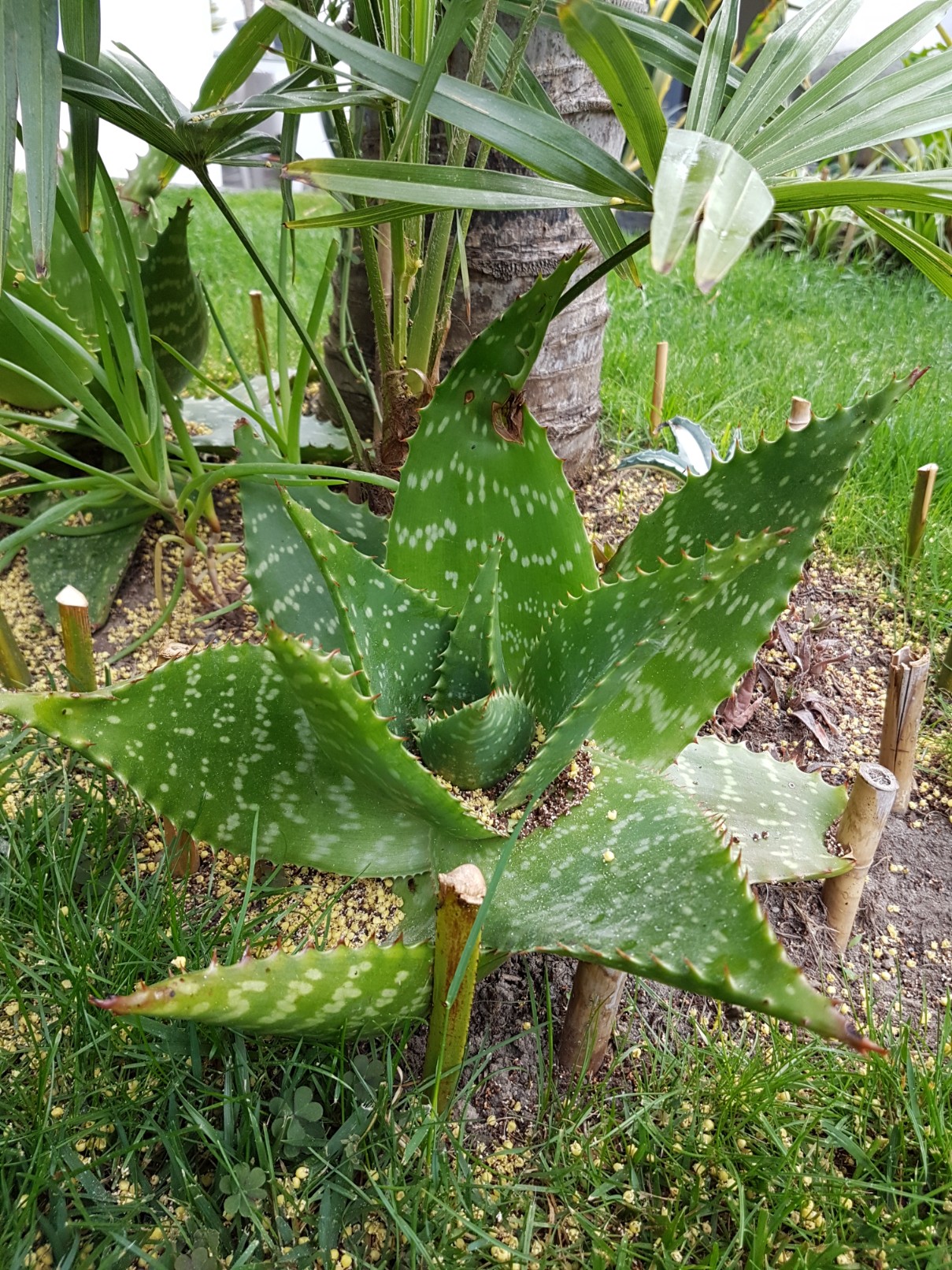 Aloe maculata et Aloe grandidentata - différencier  20180307