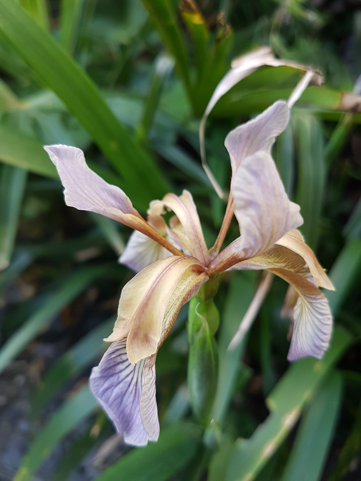 Iris foetidissima 20180309