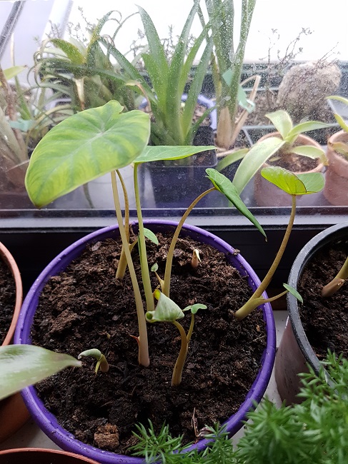 Colocasia esculenta - taro - Page 9 20180326