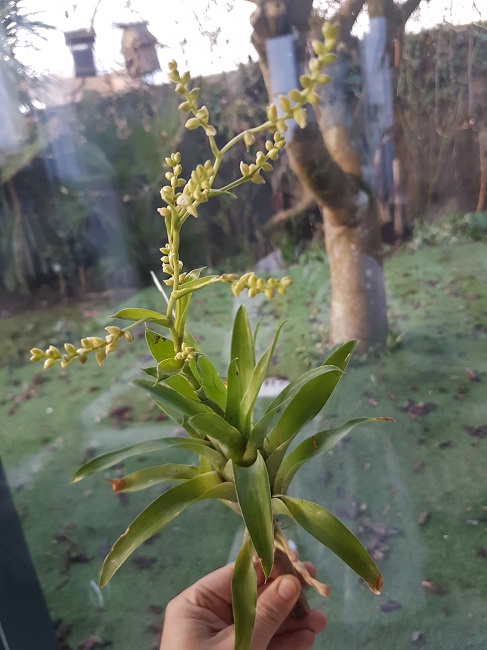 Tillandsia - le genre - Page 12 20180333