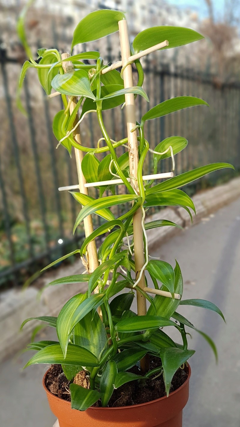 Vanilla planifolia - orchidée vanille 20180343