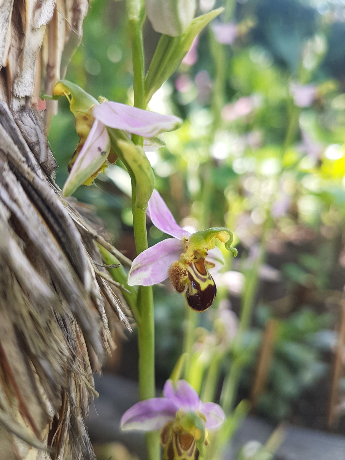 Ophrys apifera - ophrys abeille - Page 3 20180356