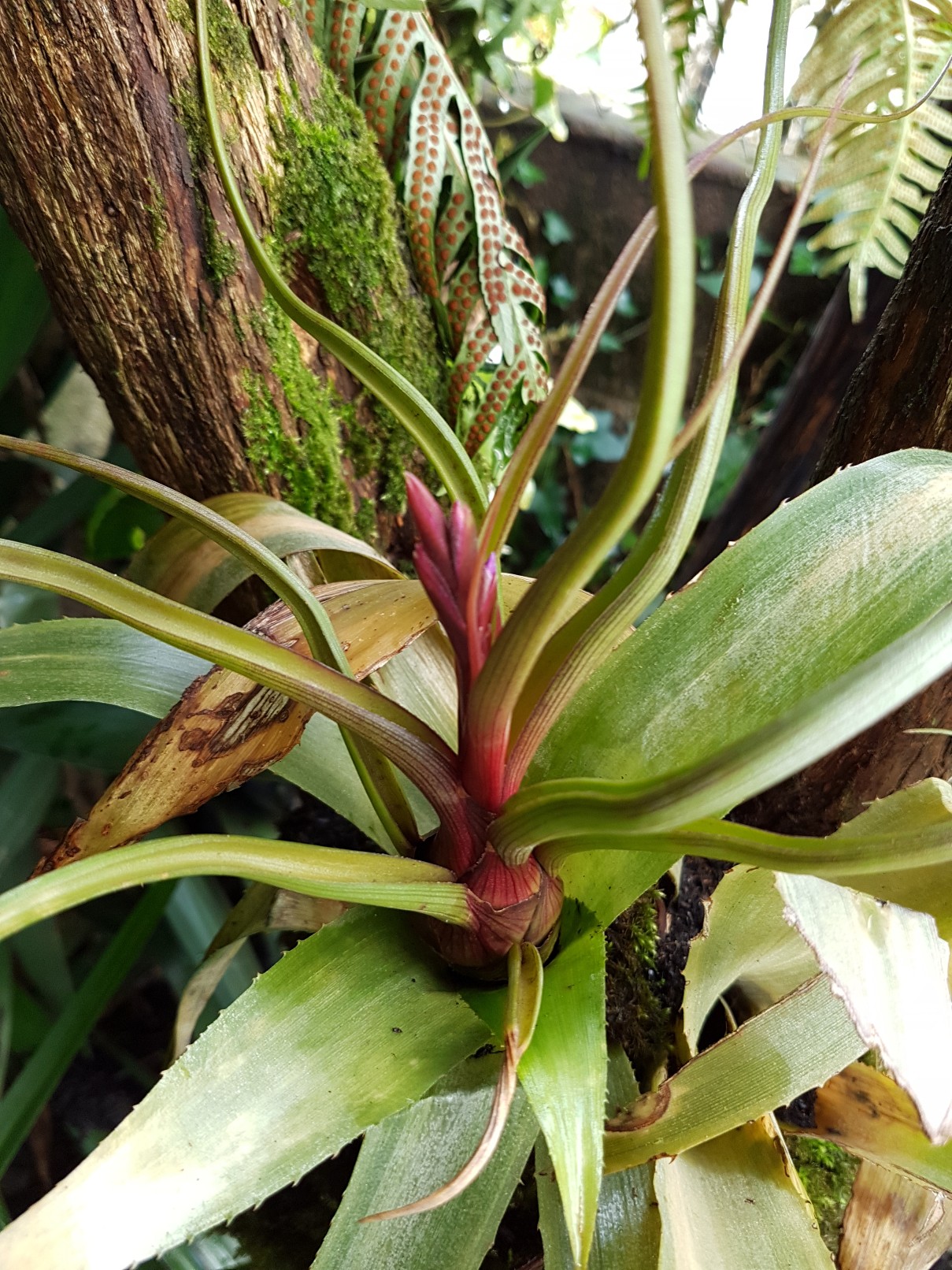 Tillandsia pseudobaileyi  20180366