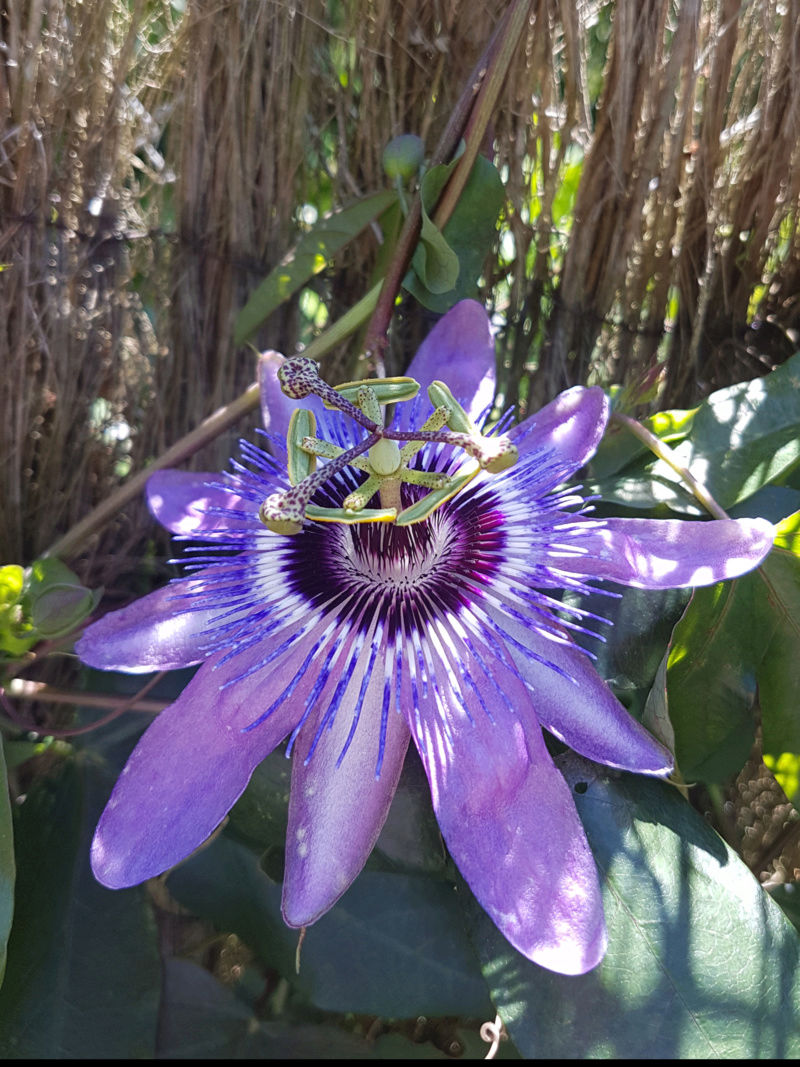 Passiflora 'Betty Miles Young' 20180410