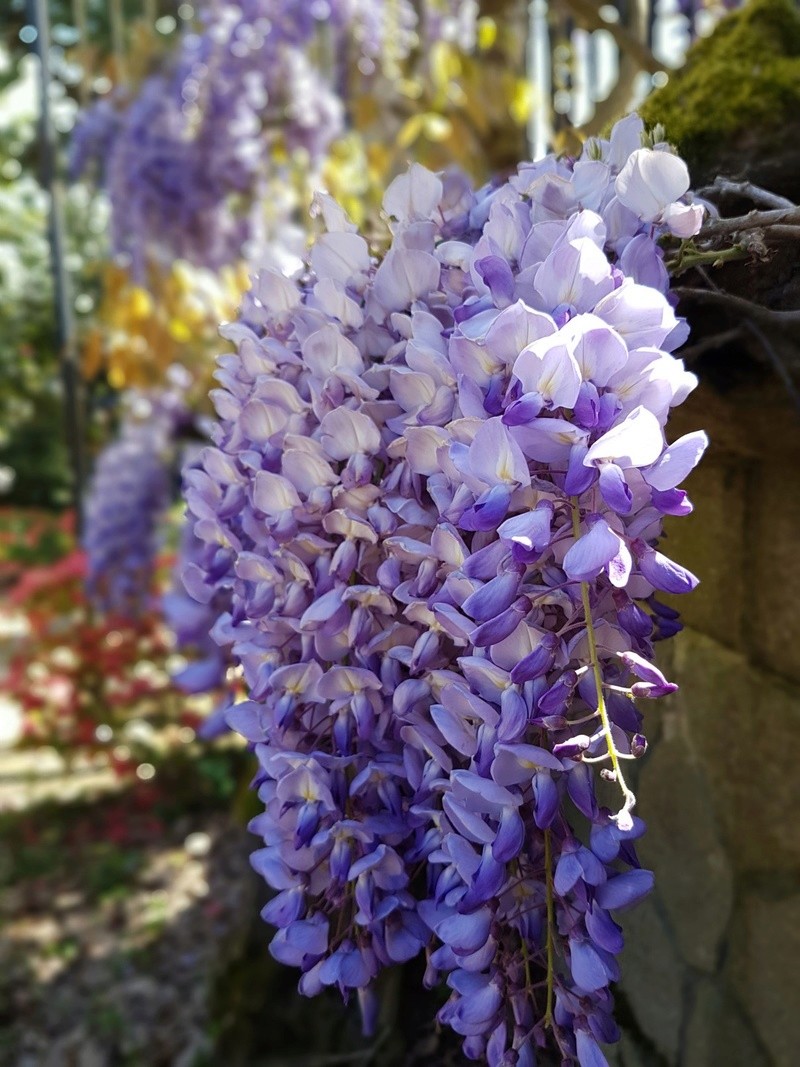 Wisteria - les glycines  - Page 6 20180511