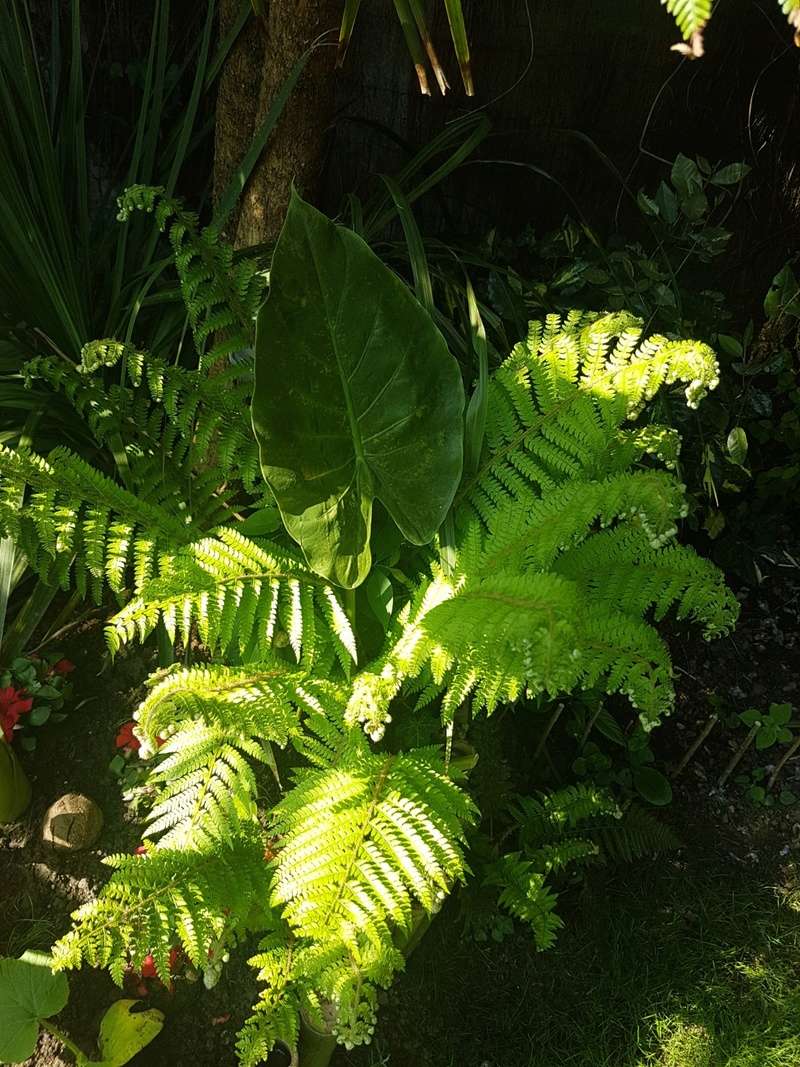 Rémi - Mon (tout) petit jardin en mode tropical - Page 7 20180559