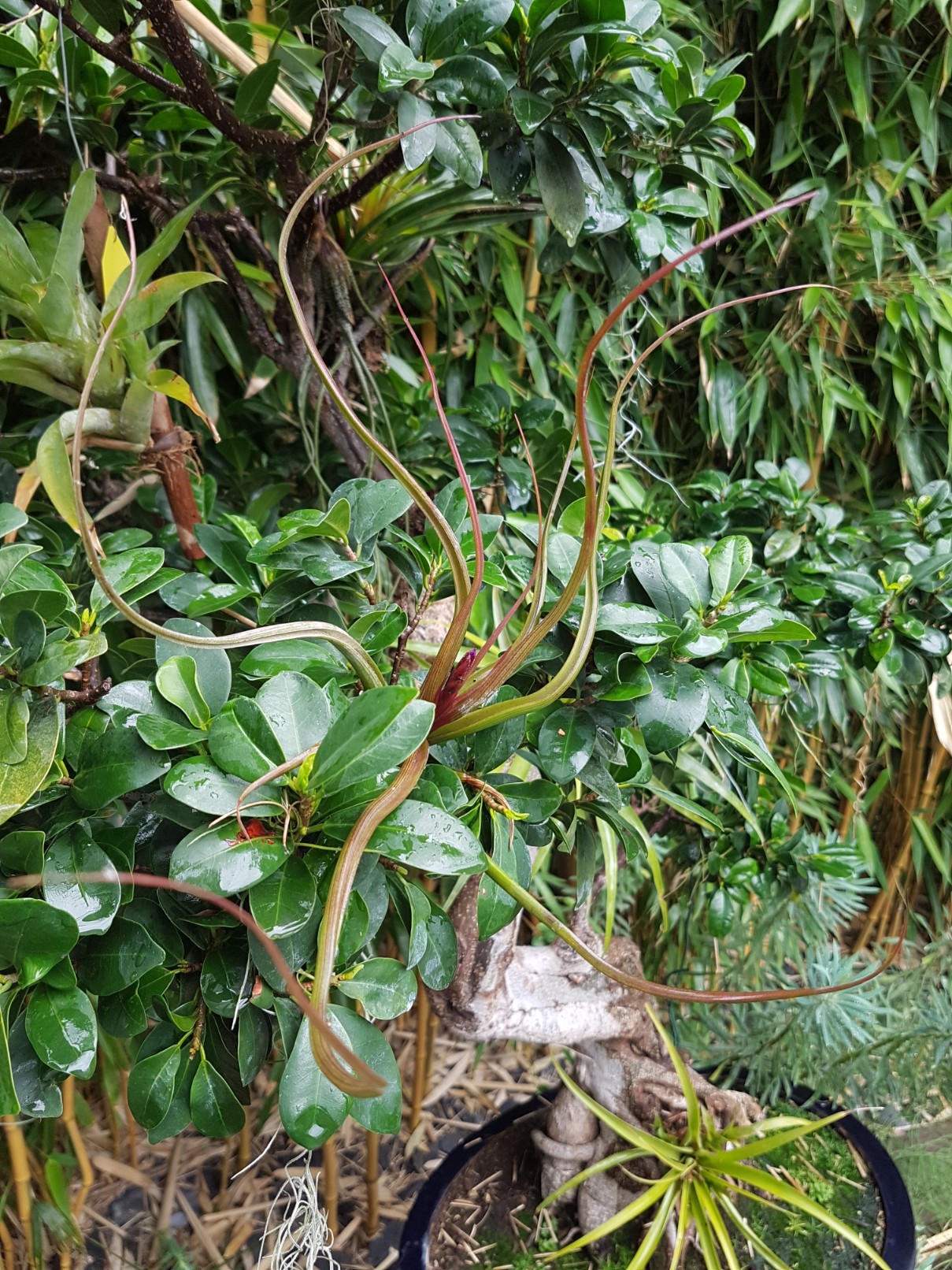 Tillandsia pseudobaileyi 20180632