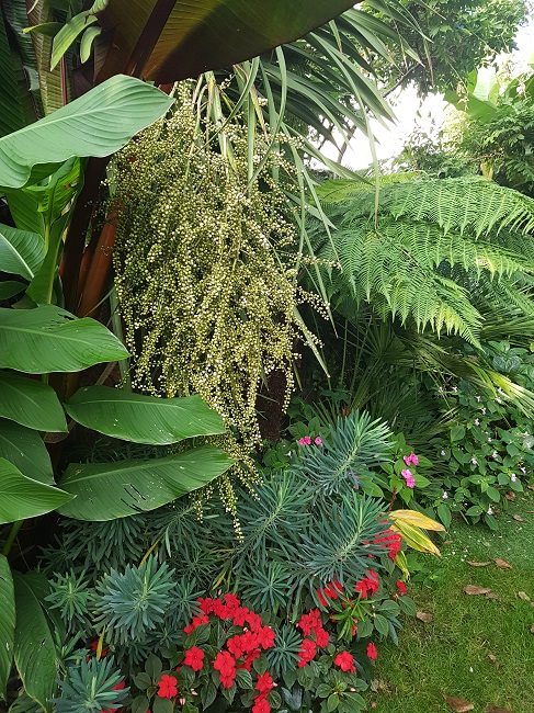 Rémi - Mon (tout) petit jardin en mode tropical Aprys_18