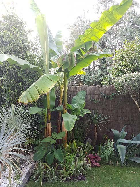 Rémi - Mon (tout) petit jardin en mode tropical Avant_18