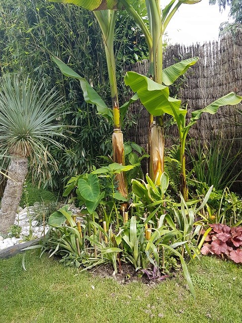 Rémi - Mon (tout) petit jardin en mode tropical Avant_20