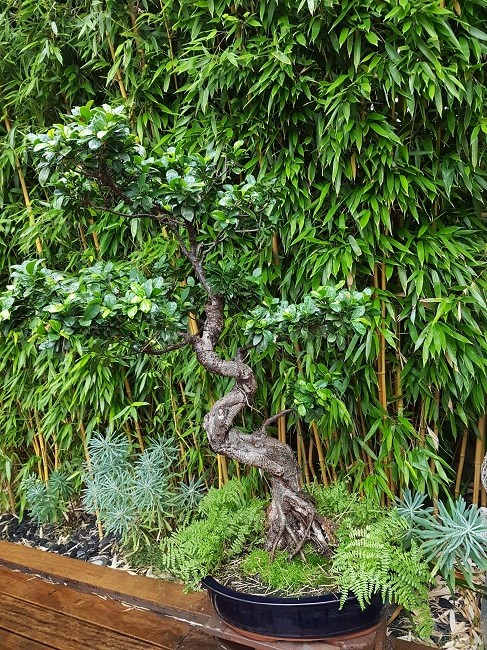 Ficus retusa Bonsay11