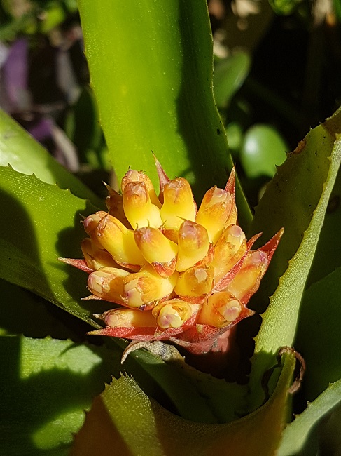 Aechmea recurvata x 'Candy Corn' Bromyl10