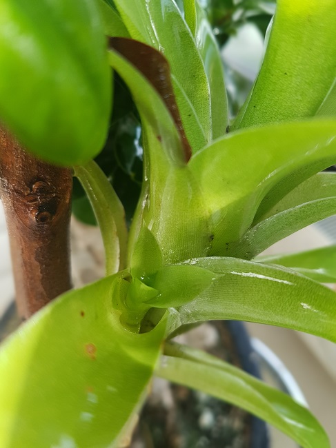 Catopsis morreniana (Tillandsia vert) Catops13