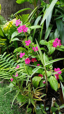 Impatiens 'Goutte de Sang' - Marie-Louise buveuse d'eau Jardin24