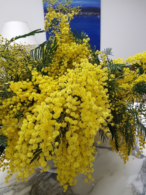 couleurs d'hiver au jardin Mimosa14