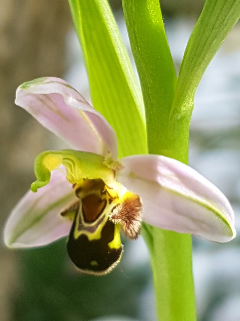 Ophrys apifera - ophrys abeille - Page 3 Ophrys10