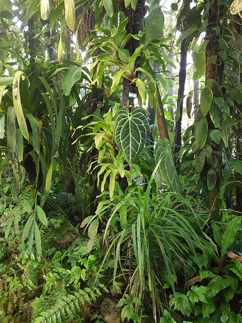 Bromeliaceae - famille - collections - Page 4 Palmar12
