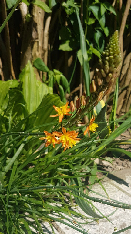 Bulbine frutescens Screen21