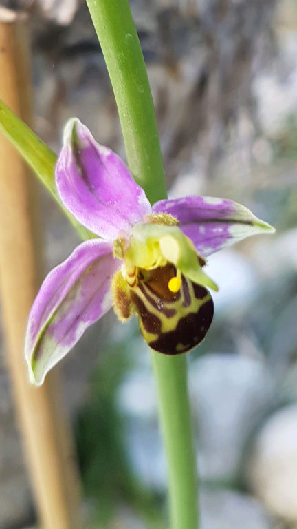 Ophrys apifera - ophrys abeille - Page 3 Screen23