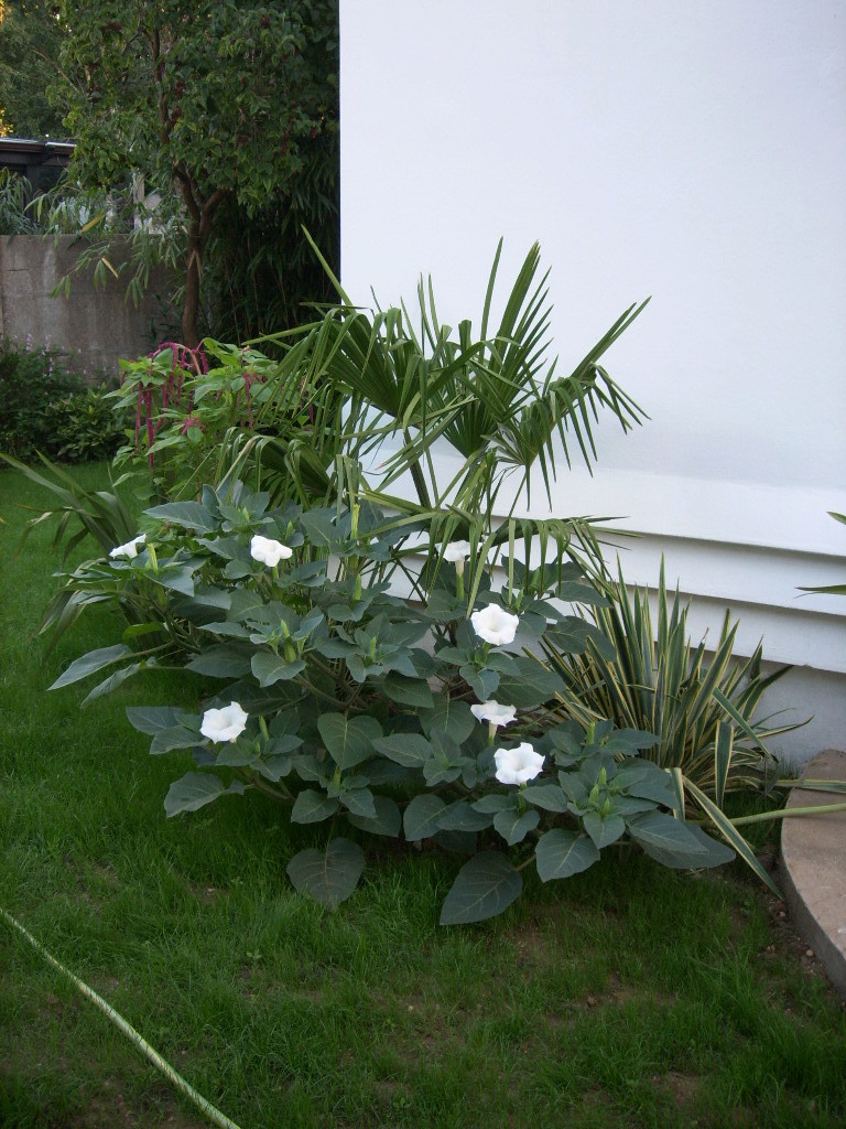 Datura wrightii Spa56311