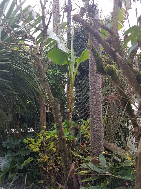 Support à épiphytes et broméliacées rustiques Suppor16