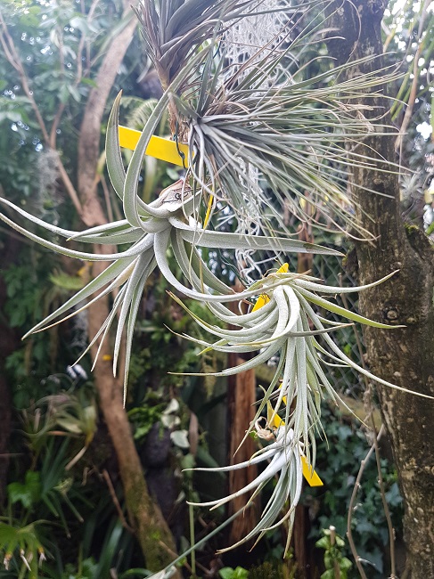 Tillandsia - le genre - Page 12 Tillan56