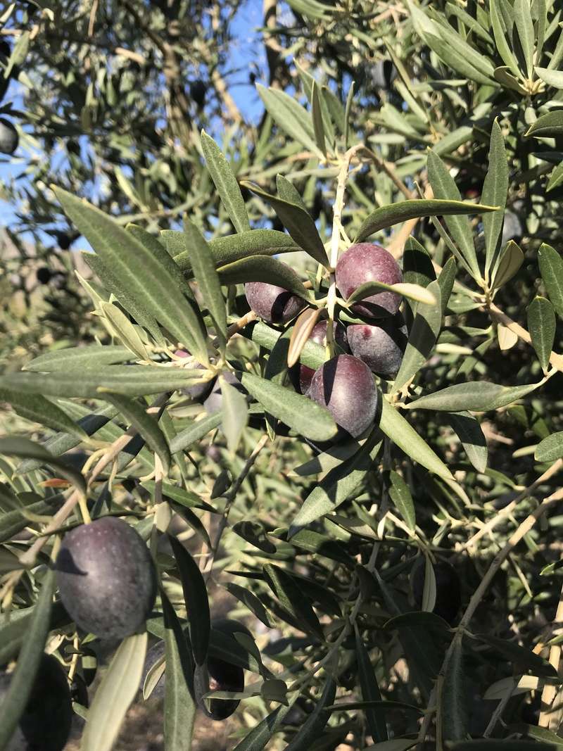 ¿De qué variedad son estas olivas? (Almería) Osso_115