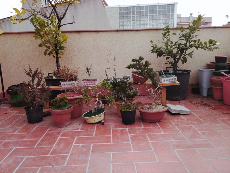 Mi colección de bonsais(Oblongo) Img_2025