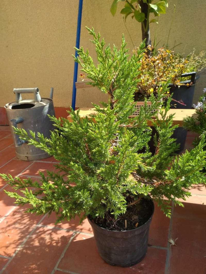 Juniperus stricta: formación en chokkan Img_2038
