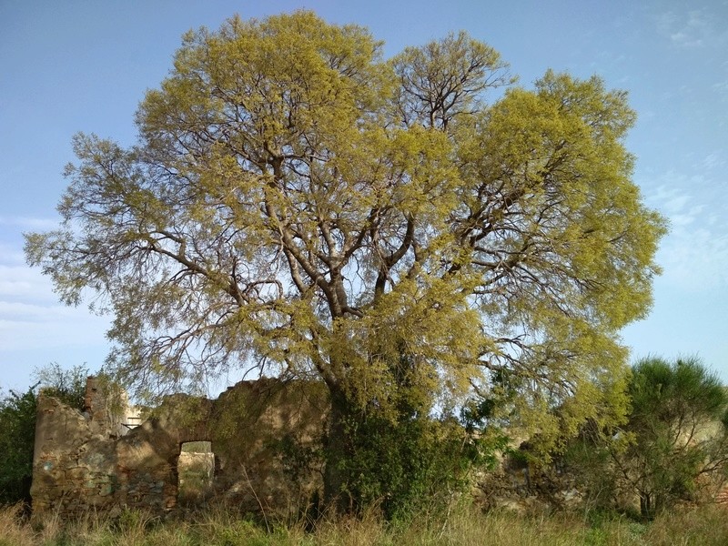 Formación de un celtis sinensis en estilo naturalista  Img_2047