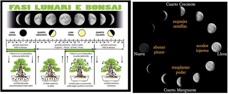 La influencia de la luna en el bonsai.