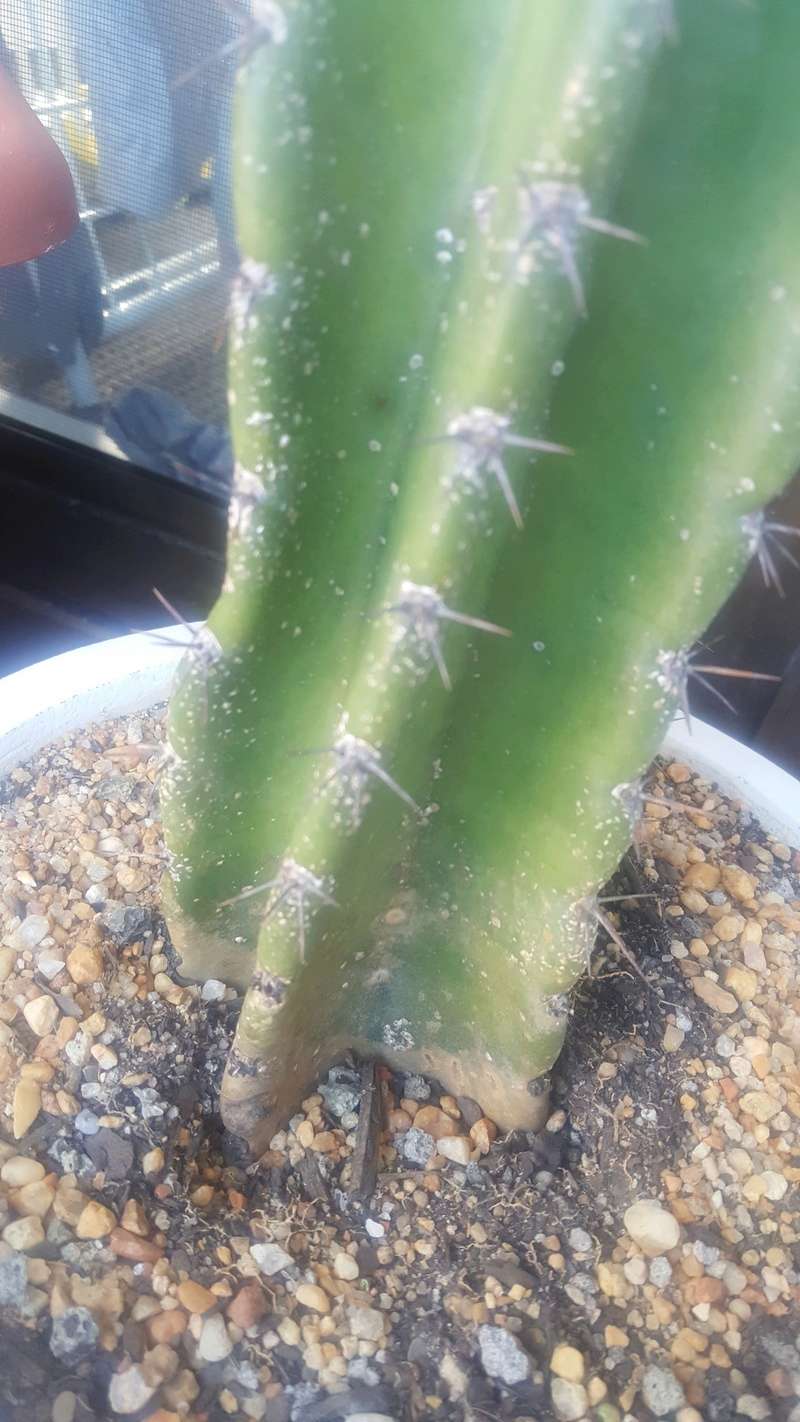 White spots on my cacti 20171111