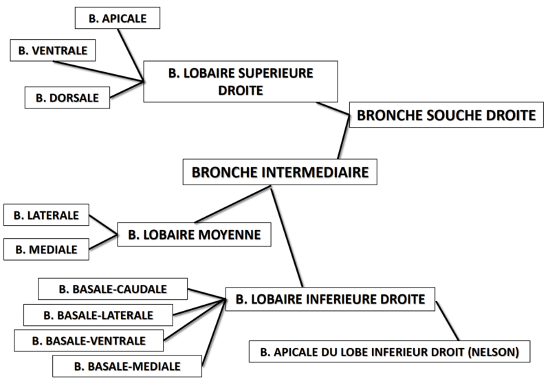 Divisions bronches Droite10