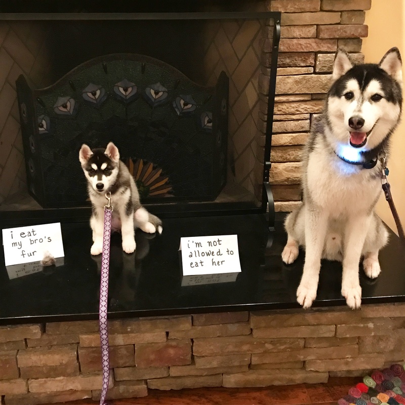 Topics tagged under petshaming on It's a Husky Thing - Siberian Husky Forum Img_7414