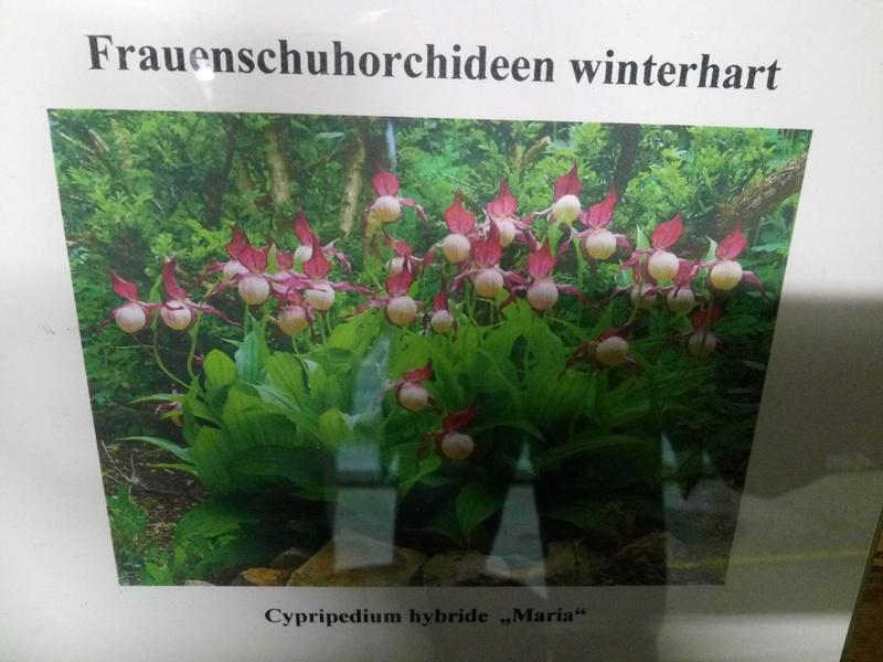 Exposition d'orchidées de Berne Img_2023