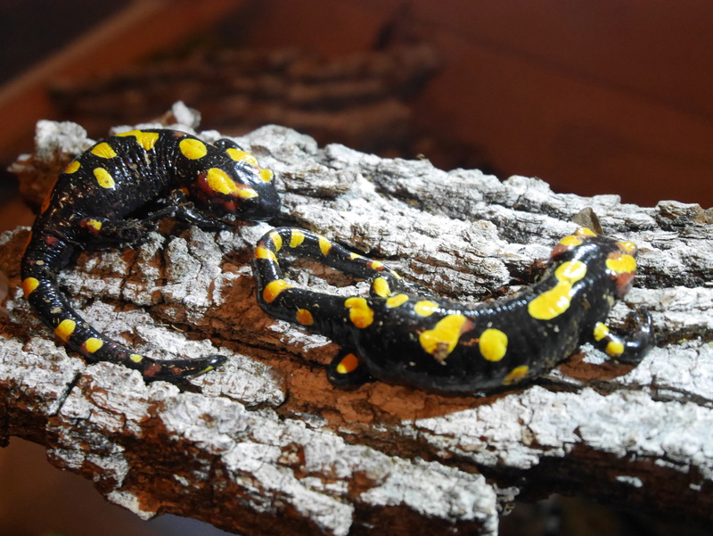Salamandra algira P1040815