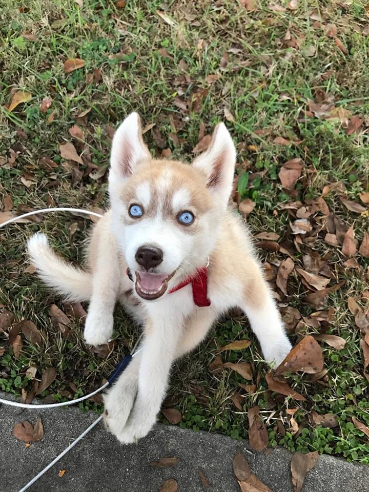 puppy - Husky puppy color changes? Rhea_210